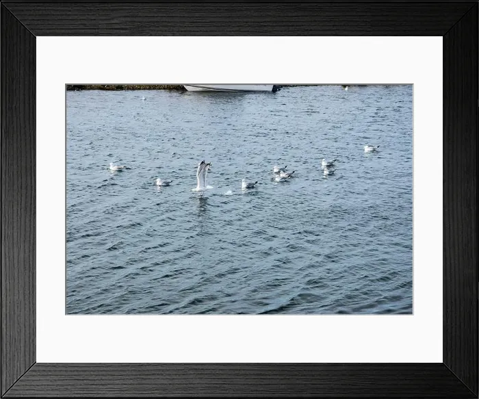 Framed Print : Seagulls wading in the water in Ferryland, Newfoundland & Labrador, Canada Framed Print : Seagulls wading in the water in Ferryland, Newfoundland & Labrador, Canada