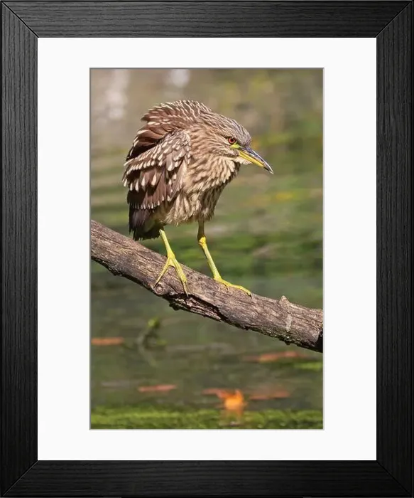 Framed Print : Portrait of a juvenile Black-crowned night heron sitting on the trunk on the swamp Framed Print : Portrait of a juvenile Black-crowned night heron sitting on the trunk on the swamp