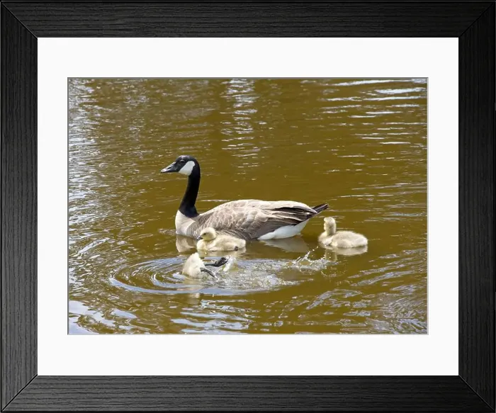 Framed Print : Adult Canada geese with goslings swimming in a pond at a public city park on a sunny spring day Framed Print : Adult Canada geese with goslings swimming in a pond at a public city park on a sunny spring day