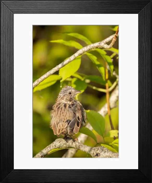 Framed Print : Juvenile Swamp Sparrow at a woodland habitat in Cambridge Ontario in September Framed Print : Juvenile Swamp Sparrow at a woodland habitat in Cambridge Ontario in September