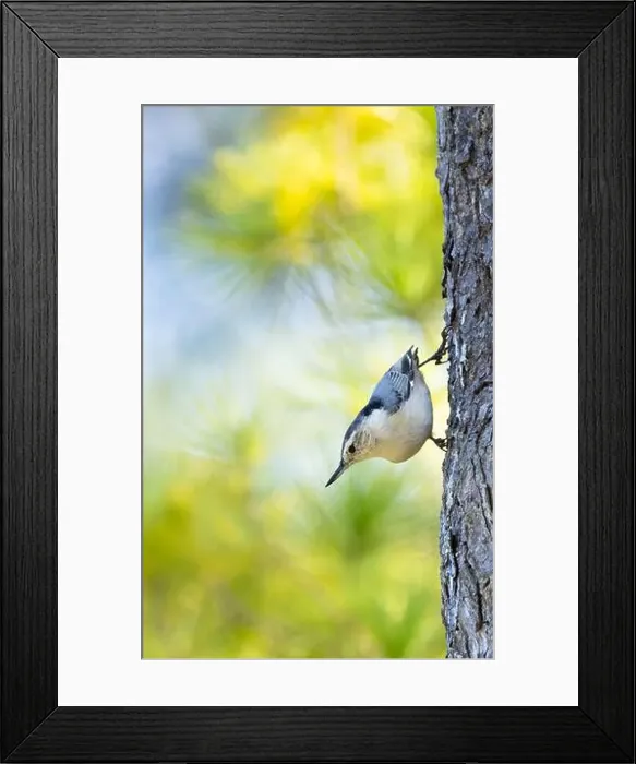 Framed Print : Cute White-breasted Nuthatch on the side of a tree with colorful bokeh green blue background Framed Print : Cute White-breasted Nuthatch on the side of a tree with colorful bokeh green blue background