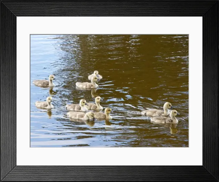 Framed Print : Canada Geese goslings swimming in a pond at a local city park Framed Print : Canada Geese goslings swimming in a pond at a local city park