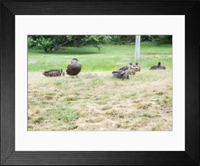 Framed Print : Ducks on the grass at Worsley Park in Conception Bay South, Newfoundland & Labrador, Canada