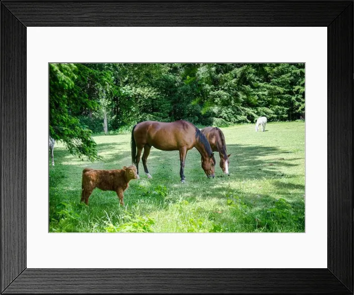 Framed Print : Horses and calf grazing in a meadow