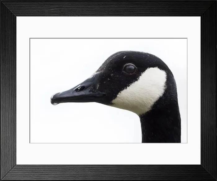 Framed Print : Canada Goose [ Branta canadensis ] head shot against white background
