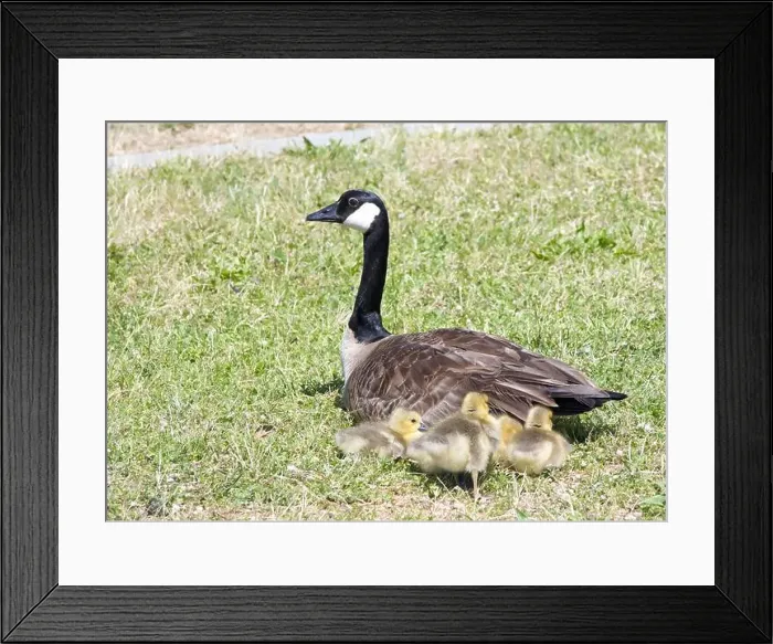 Framed Print : Adult Canada Goose with goslings resting in a green grassy area in a local city park Framed Print : Adult Canada Goose with goslings resting in a green grassy area in a local city park