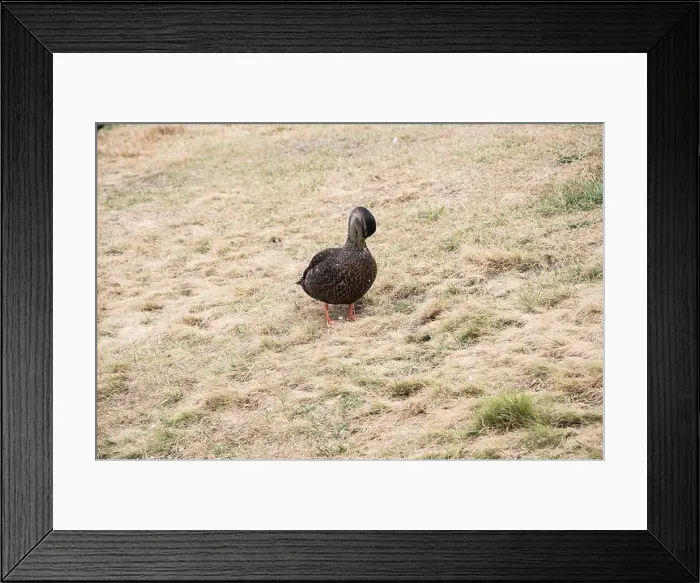 Framed Print : Mallard duck at Worsley Park in Conception Bay South, Newfoundland & Labrador, Canada Framed Print : Mallard duck at Worsley Park in Conception Bay South, Newfoundland & Labrador, Canada