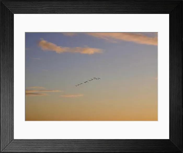 Framed Print : Canada Geese (Branta canadensis)