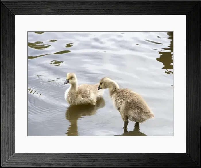Framed Print : Canada Geese goslings in shallow water at a local city park pond Framed Print : Canada Geese goslings in shallow water at a local city park pond