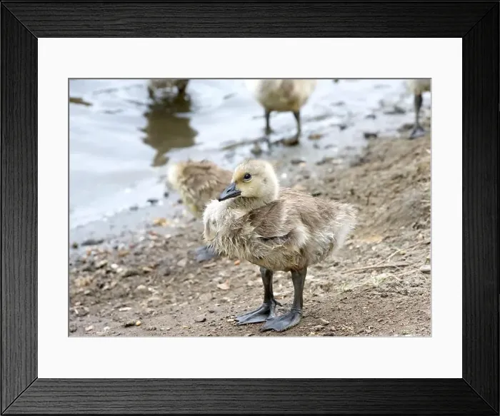 Framed Print : Close up on a wet Canada Goose gosling standing on shore of a local city park pond, siblings in background