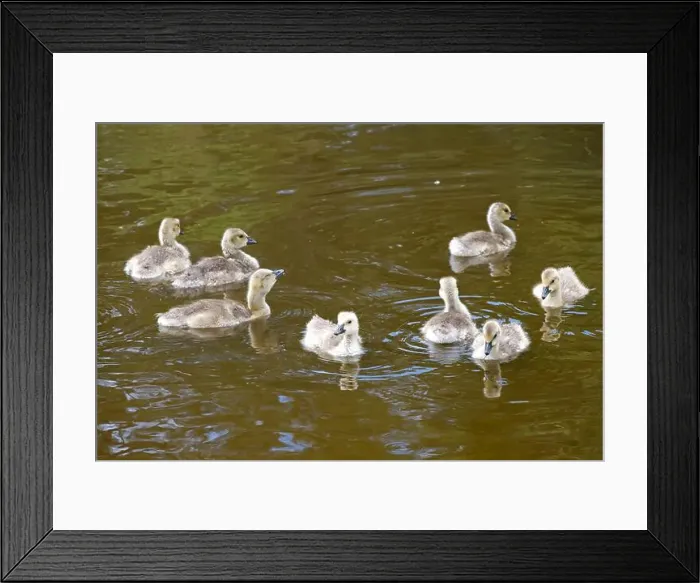 Framed Print : Canada Geese goslings swimming in a pond at a local city park Framed Print : Canada Geese goslings swimming in a pond at a local city park