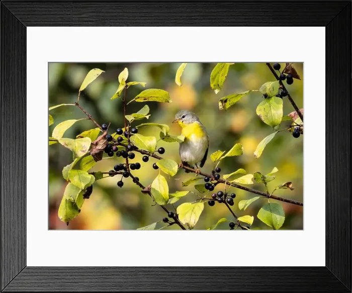 Framed Print : Closeup of a female Northern Parula perching in a leafy Buckthorn tree eating berries in autumn, Ontario, Canada Framed Print : Closeup of a female Northern Parula perching in a leafy Buckthorn tree eating berries in autumn, Ontario, Canada