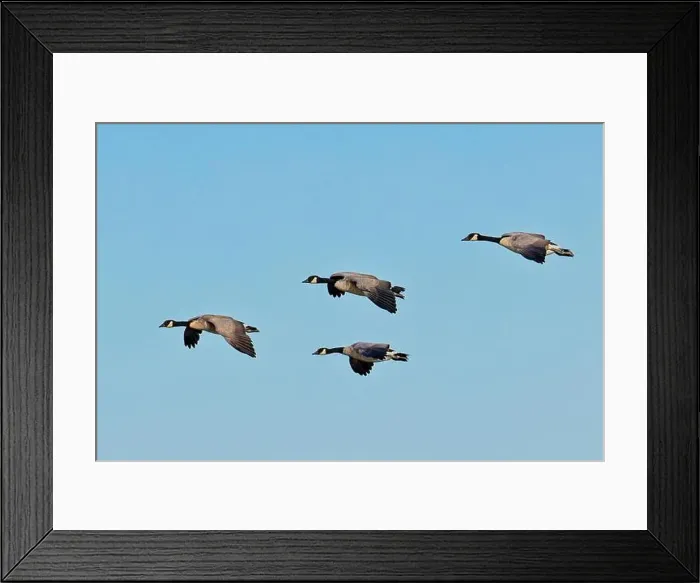 Framed Print : A flock of canadian geese fly in formation on a bright and sunny day in eastern Washington Framed Print : A flock of canadian geese fly in formation on a bright and sunny day in eastern Washington