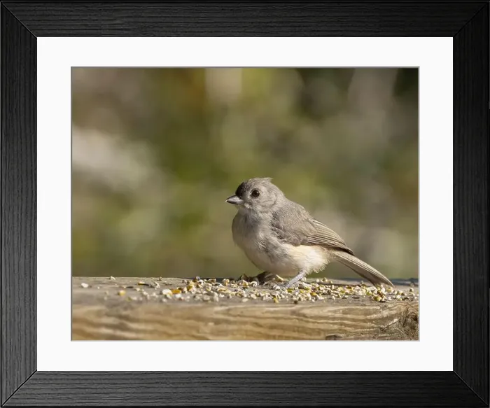 Framed Print : Tufted Titmouse at seed left on a railing on a trail in Ontario Canada Framed Print : Tufted Titmouse at seed left on a railing on a trail in Ontario Canada
