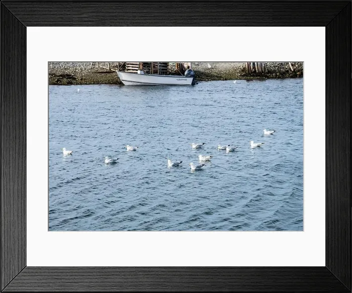 Framed Print : Seagulls wading in the water in Ferryland, Newfoundland & Labrador, Canada Framed Print : Seagulls wading in the water in Ferryland, Newfoundland & Labrador, Canada
