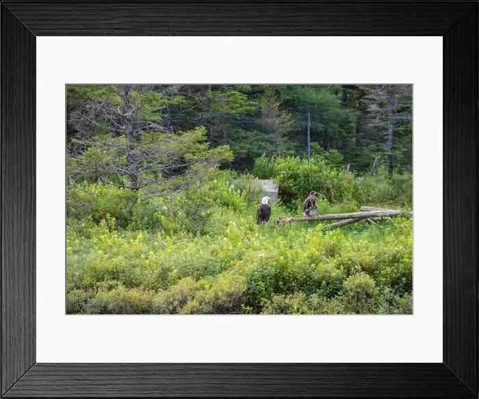 Framed Print : Bald eagle couple at Salmonier Nature Park on NL 90 in Holyrood, Newfoundland & Labrador, Canada Framed Print : Bald eagle couple at Salmonier Nature Park on NL 90 in Holyrood, Newfoundland & Labrador, Canada