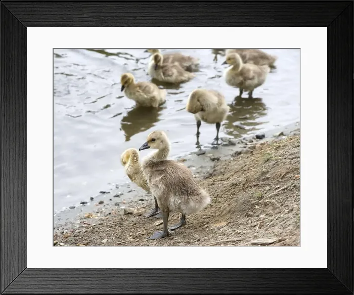 Framed Print : Close up on a wet Canada Goose gosling standing on shore of a local city park pond Framed Print : Close up on a wet Canada Goose gosling standing on shore of a local city park pond