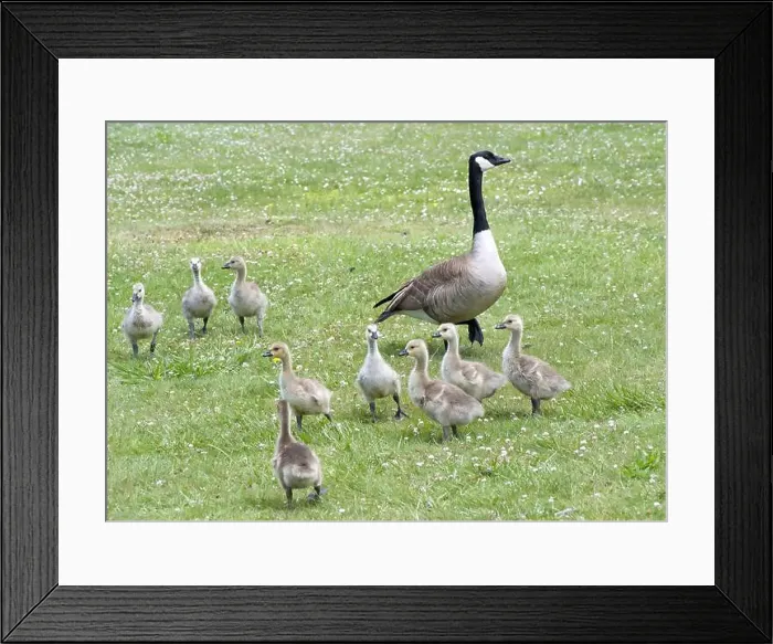 Framed Print : Canada Geese with goslings eating in a grassy area in a city park. Adults keeping watch for danger