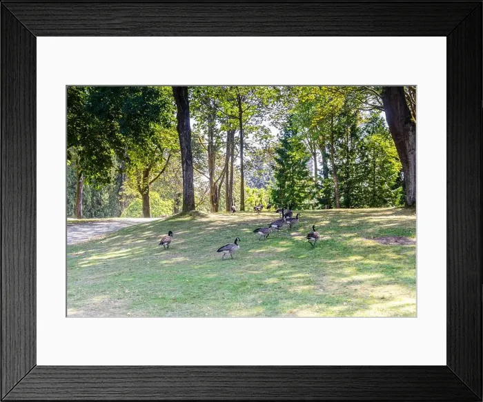 Framed Print : Canadian geese in Stanley Park, Vancouver, British Columbia, Canada Framed Print : Canadian geese in Stanley Park, Vancouver, British Columbia, Canada