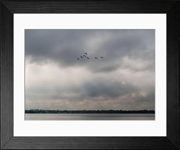 Framed Print : Flock of Canada geese flying in V shape formation across a cloudy sky Framed Print : Flock of Canada geese flying in V shape formation across a cloudy sky