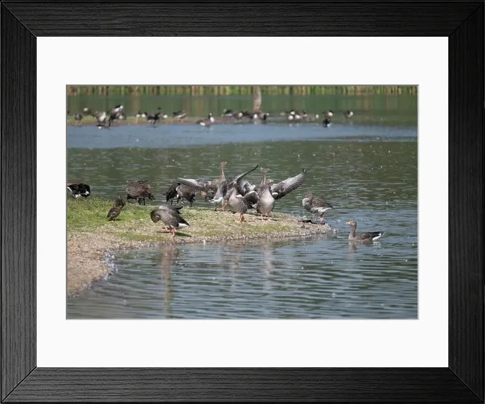 Framed Print : A group of geese and ducks gathered by the water's edge Framed Print : A group of geese and ducks gathered by the water's edge