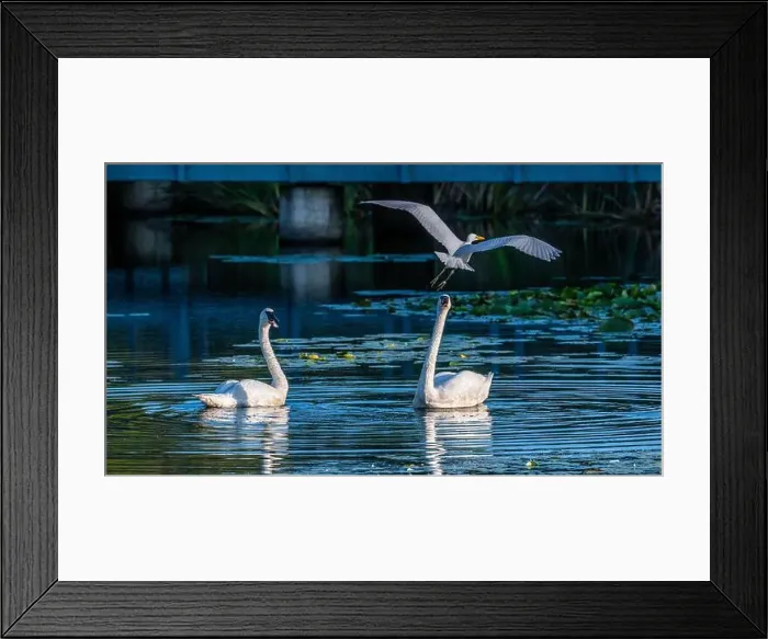 Framed Print : A beautiful white egret greets two white swans in south Ontario of Canada, a close-up birds watching Framed Print : A beautiful white egret greets two white swans in south Ontario of Canada, a close-up birds watching