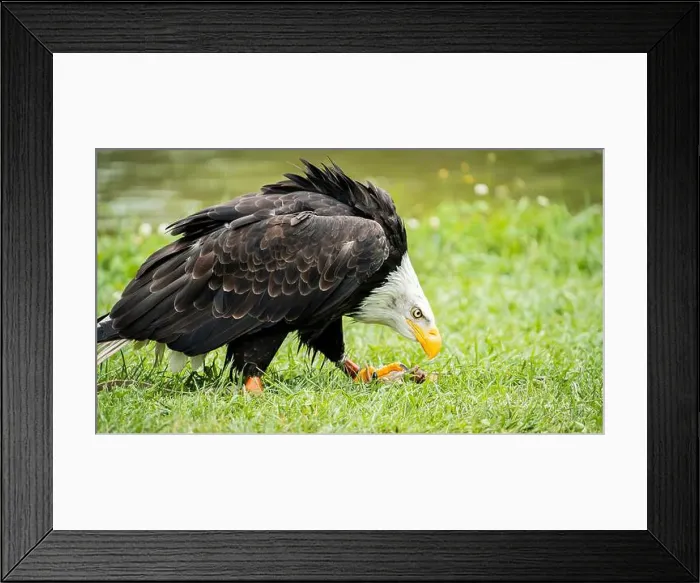 Framed Print : bald eagle showing off its prowess in a greenish and vivid setting Framed Print : bald eagle showing off its prowess in a greenish and vivid setting