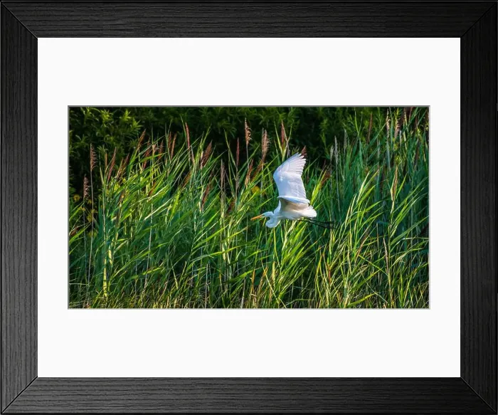 Framed Print : A beautiful great white egret flying over the lake in south Ontario of Canada Framed Print : A beautiful great white egret flying over the lake in south Ontario of Canada