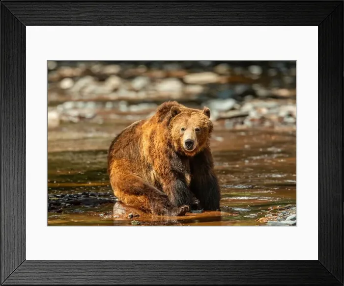 Framed Print : Brown Bears Framed Print : Brown Bears