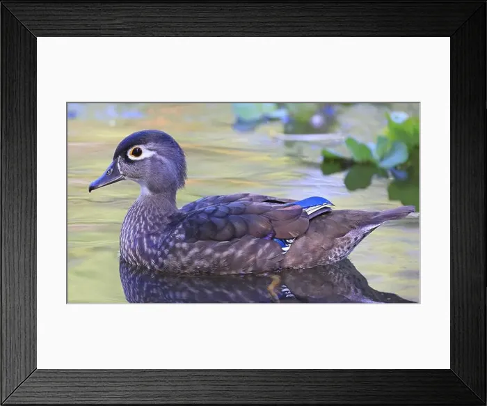 Framed Print : Colorful female Wood Duck with reflection on the lake, Quebec, Canada Framed Print : Colorful female Wood Duck with reflection on the lake, Quebec, Canada