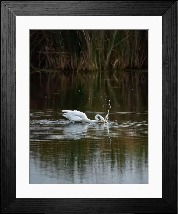 Framed Print : Great white egret fishing in a marshy pond on a summer day