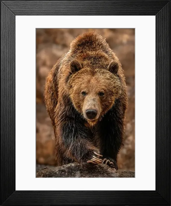 Framed Print : Brown Bears Framed Print : Brown Bears