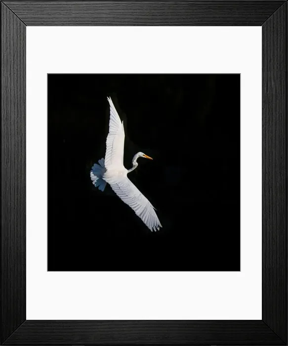 Framed Print : A beautiful great white egret flying over the lake in south Ontario of Canada Framed Print : A beautiful great white egret flying over the lake in south Ontario of Canada