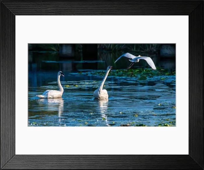 Framed Print : A beautiful white egret greets two white swans in south Ontario of Canada, a close-up birds watching Framed Print : A beautiful white egret greets two white swans in south Ontario of Canada, a close-up birds watching