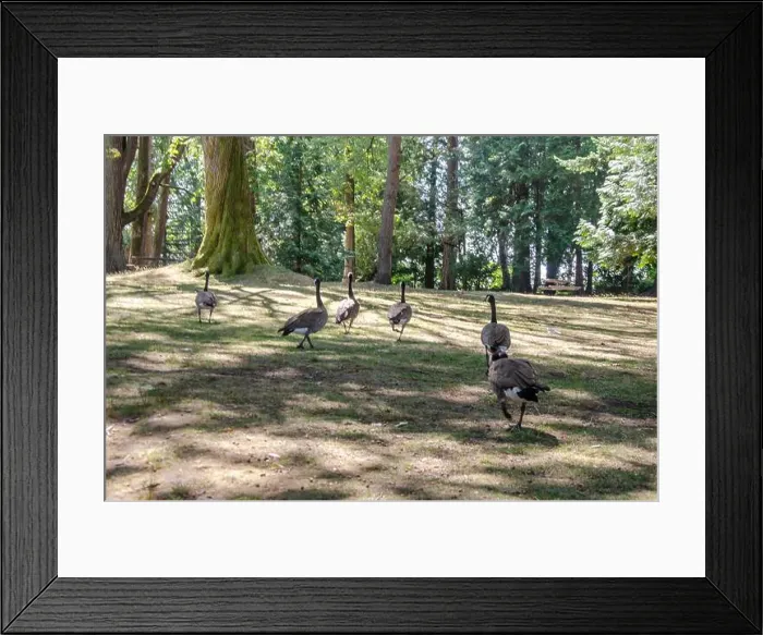 Framed Print : Canadian geese in Stanley Park, Vancouver, British Columbia, Canada Framed Print : Canadian geese in Stanley Park, Vancouver, British Columbia, Canada