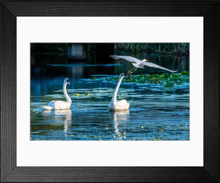 Framed Print : A beautiful white egret greets two white swans in south Ontario of Canada, a close-up birds watching Framed Print : A beautiful white egret greets two white swans in south Ontario of Canada, a close-up birds watching