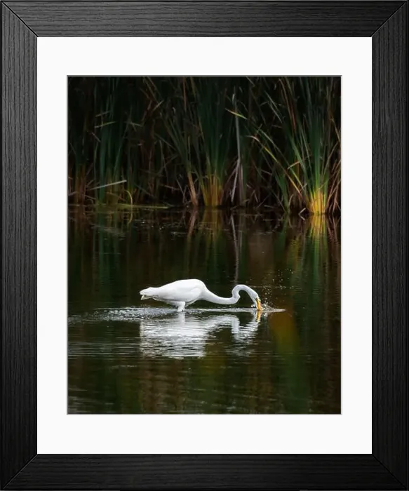 Framed Print : Great white egret fishing in a marshy pond on summer day