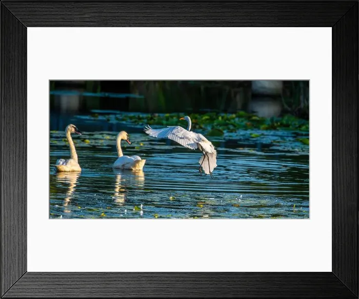 Framed Print : A beautiful white egret greets two white swans in south Ontario of Canada, a close-up birds watching Framed Print : A beautiful white egret greets two white swans in south Ontario of Canada, a close-up birds watching