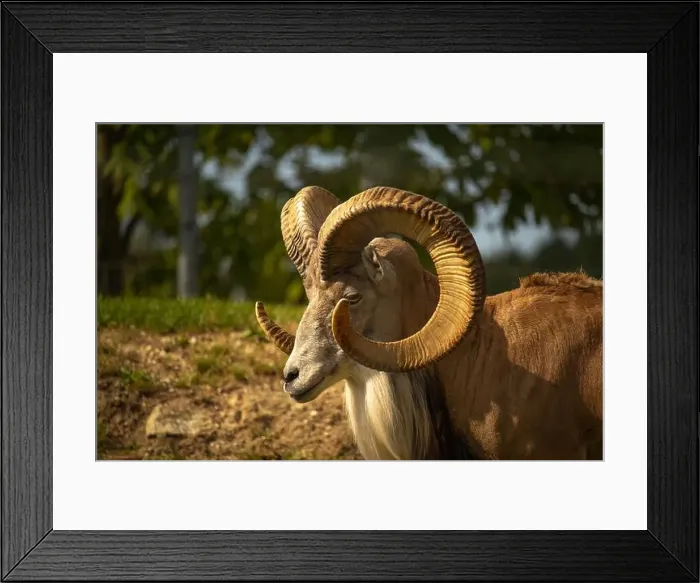 Framed Print : Male argali. Wild Altai mountain sheep with mighty spiral horns Framed Print : Male argali. Wild Altai mountain sheep with mighty spiral horns