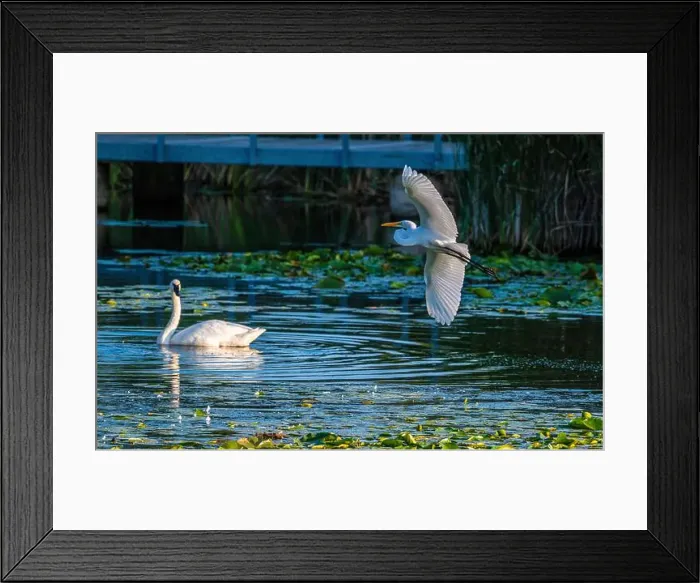 Framed Print : A beautiful white egret greets two white swans in south Ontario of Canada, a close-up birds watching Framed Print : A beautiful white egret greets two white swans in south Ontario of Canada, a close-up birds watching