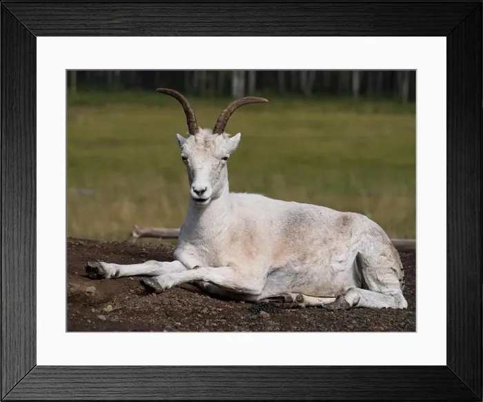 Framed Print : Thin horned sheep taking in the sun Framed Print : Thin horned sheep taking in the sun