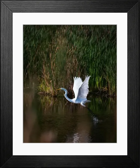 Framed Print : Great white egret taking flight from marshy pond in Canada Framed Print : Great white egret taking flight from marshy pond in Canada