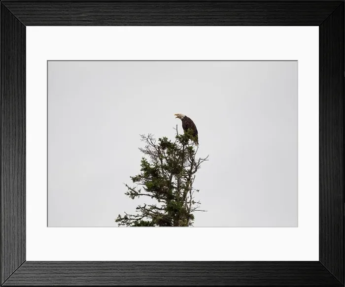 Framed Print : A bald eagle perching atop an evergreen tree in Cape Breton Highland National Park, Nova Scotia, Canada Framed Print : A bald eagle perching atop an evergreen tree in Cape Breton Highland National Park, Nova Scotia, Canada