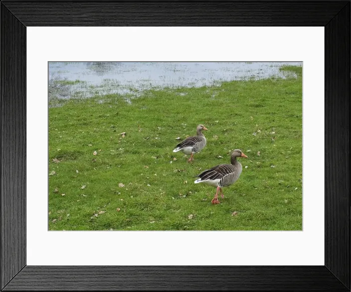 Framed Print : Canada geese (Branta canadensis) at a marshland, Lower Rhine, North Rhine-Westphalia, Germany, Europe Framed Print : Canada geese (Branta canadensis) at a marshland, Lower Rhine, North Rhine-Westphalia, Germany, Europe