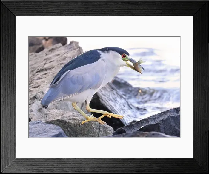 Framed Print : Black-crowned night heron sitting on the rock with its fish meal Framed Print : Black-crowned night heron sitting on the rock with its fish meal
