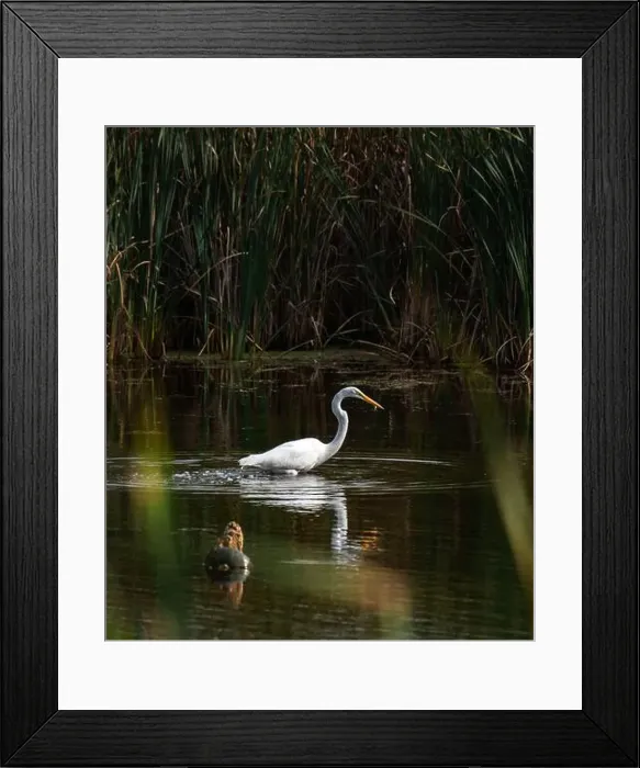 Framed Print : Great white egret eating fish in a marshy pond on summer day