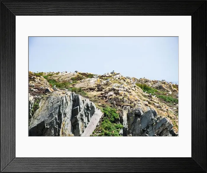 Framed Print : Gulls roosting on the cliffs at Cape Bonavista Lighthouse in Bonavista, Newfoundland & Labrador, Canada Framed Print : Gulls roosting on the cliffs at Cape Bonavista Lighthouse in Bonavista, Newfoundland & Labrador, Canada