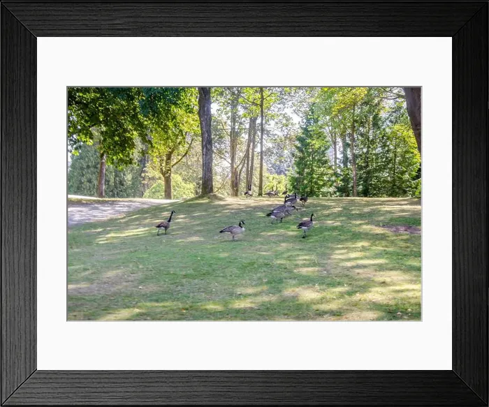 Framed Print : Canadian geese in Stanley Park, Vancouver, British Columbia, Canada Framed Print : Canadian geese in Stanley Park, Vancouver, British Columbia, Canada