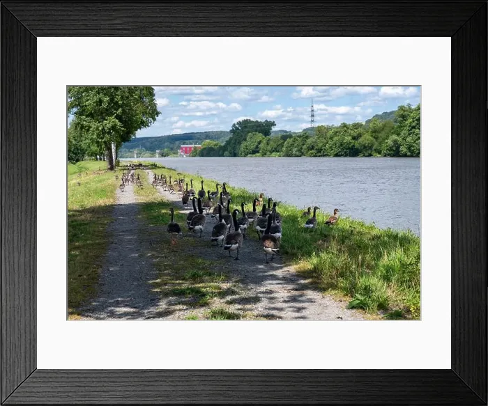 Framed Print : A lot of Canada geese ( Branta canadensis ) walking on a dirt road near the river bank Framed Print : A lot of Canada geese ( Branta canadensis ) walking on a dirt road near the river bank