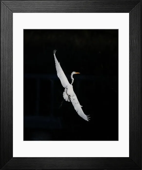 Framed Print : A beautiful great white egret flying over the lake in south Ontario of Canada Framed Print : A beautiful great white egret flying over the lake in south Ontario of Canada